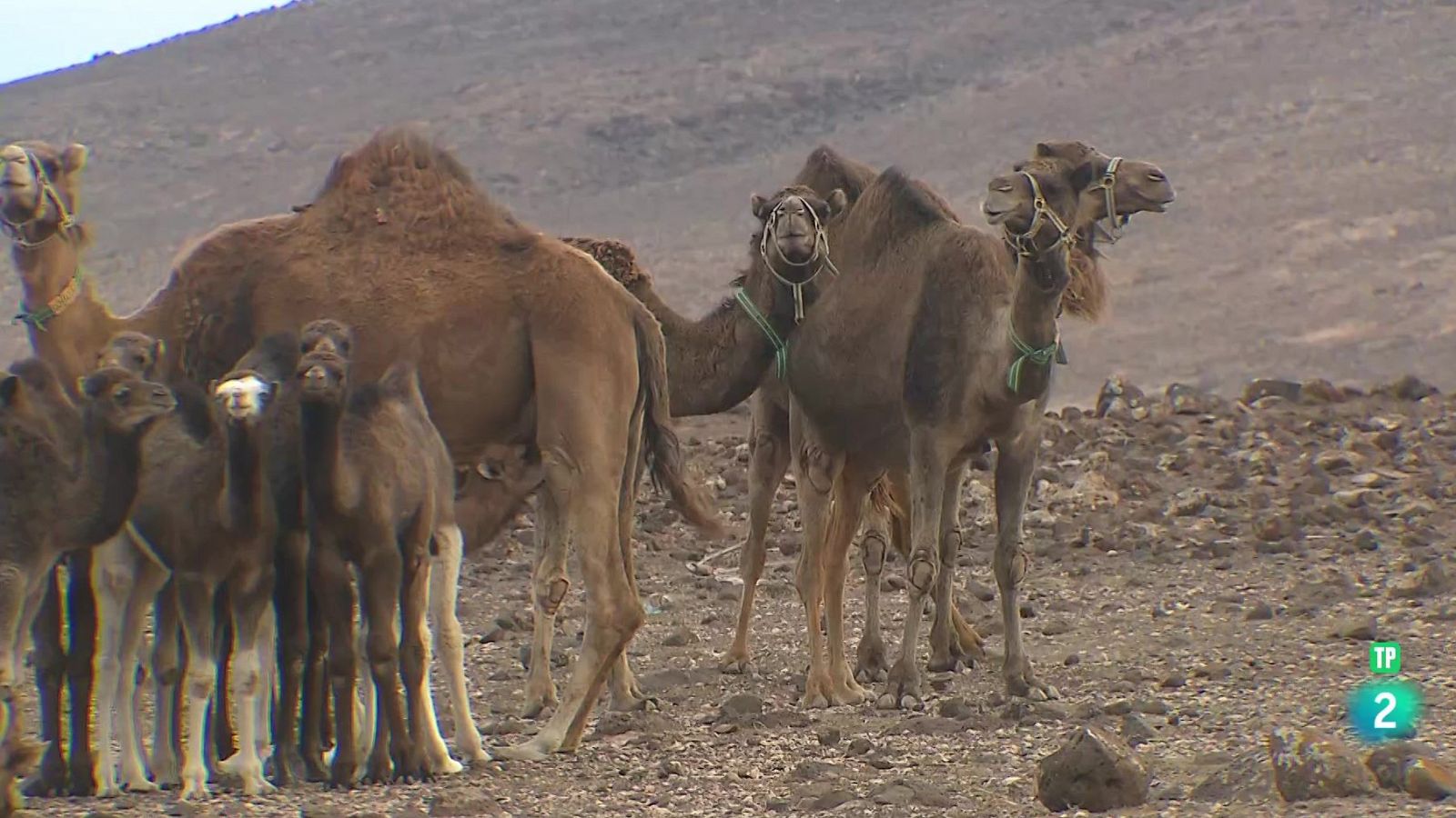 Unamuno, desterrado | Ver
