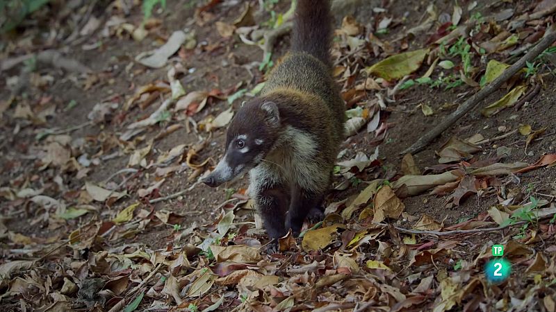 Grans Documentals - Gladiadors: El riu de la selva - Veure ara