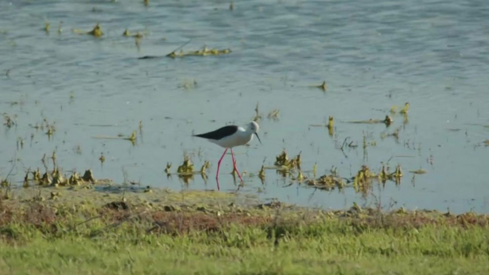 Objetivo Planeta - Los humedales dan vida - ver ahora