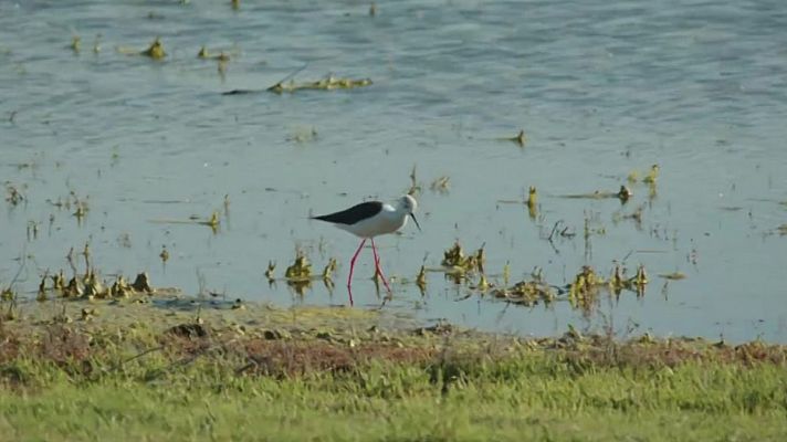 Objetivo Planeta - Los humedales dan vida