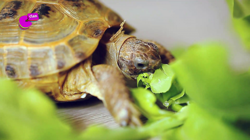 Como el conejo y la tortuga...¡híncale el diente a la lechuga!