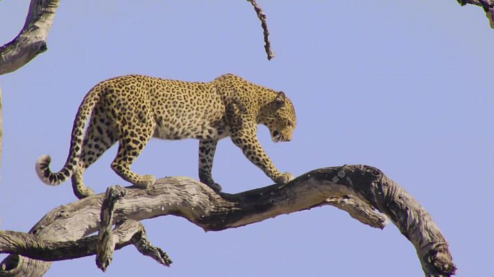 La vida a l'Àfrica ardent: El lleopard calor i sorra