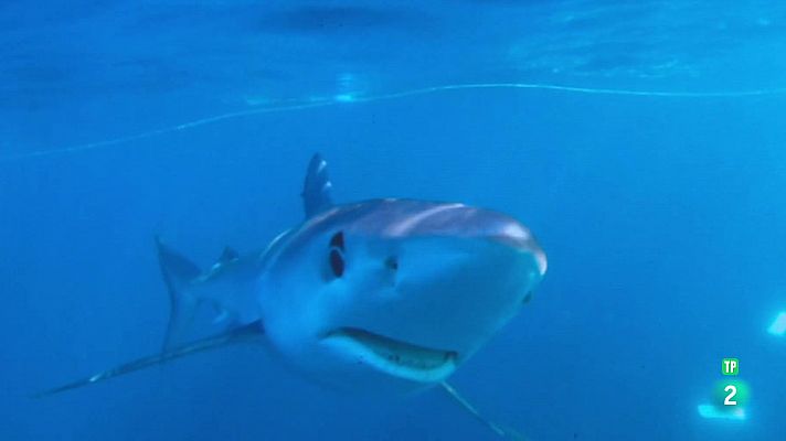 Raúl García de WWF. Los tiburones