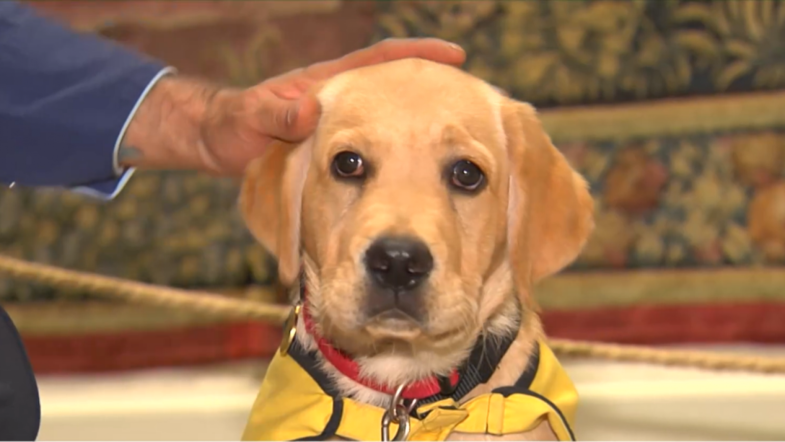 Educando a un perro guía de la ONCE en un palacio