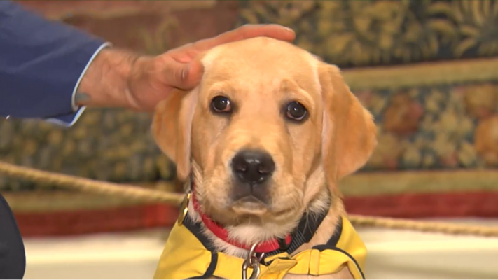 La tarde en 24h - Un programa de la ONCE permite acoger a uno de sus cachorros para convertirlo en perro guía