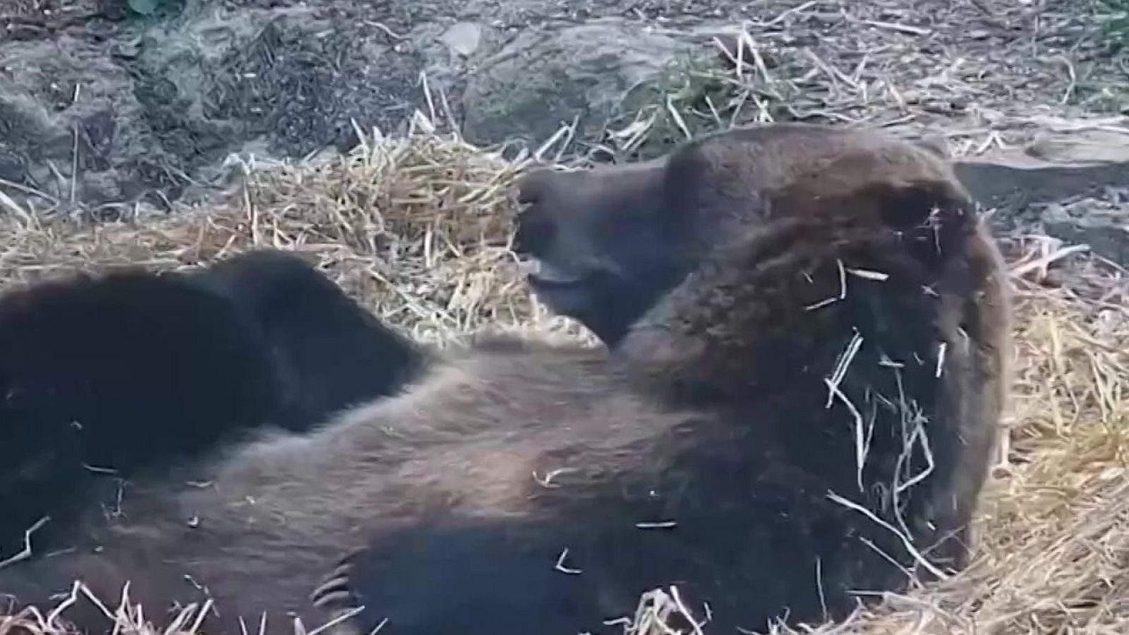 Nita la oso grizzly | Ver