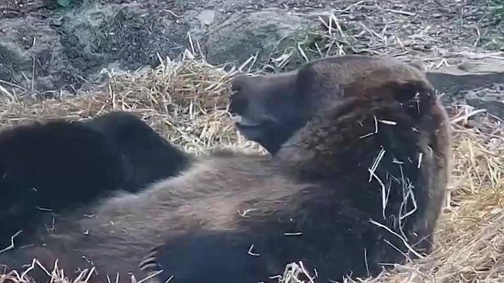 Aquí la Tierra - Nita la oso grizzly