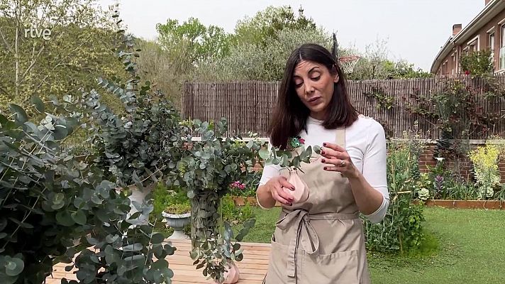 Va de verd - Eucaliptus preservat