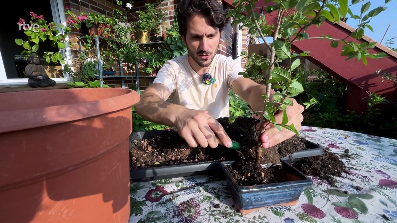 Com fer un bonsai? - Va de Verd