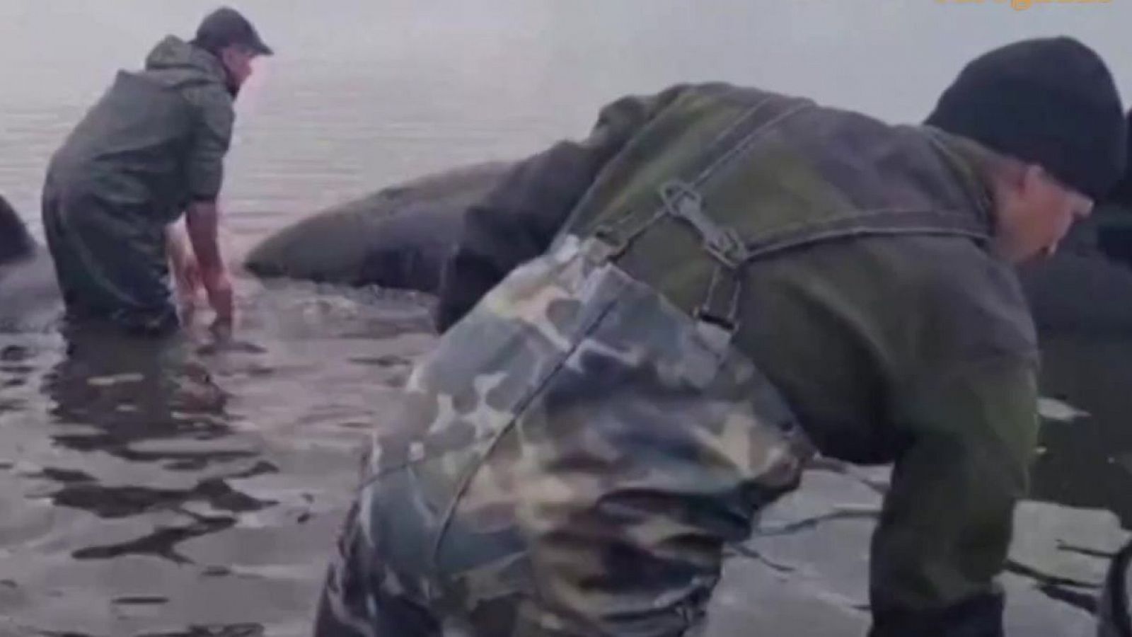 Al rescate de las orcas | Ver