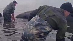 Aquí la Tierra - Al rescate de las orcas