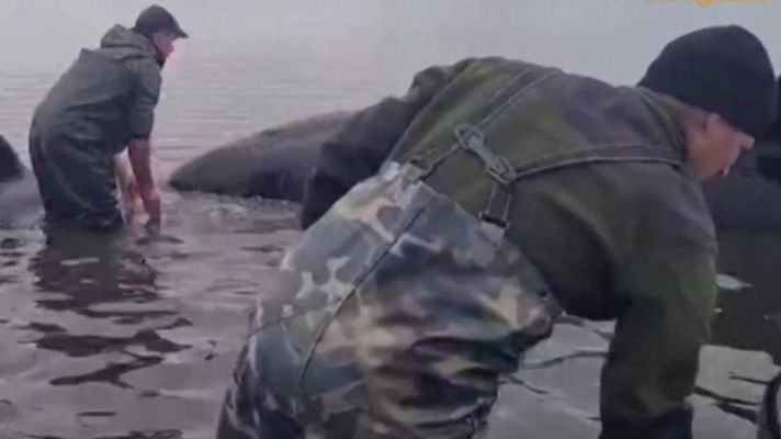 Aquí la Tierra - Al rescate de las orcas