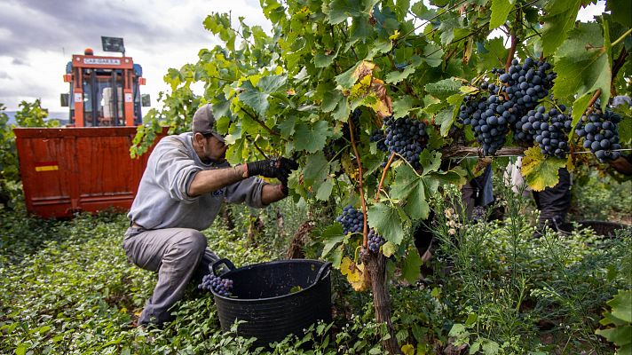 La vendimia avanza de sur a norte: el sector prevé producir casi 40 millones de hectolitros