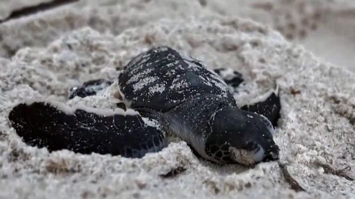 Tortugas en Kenia