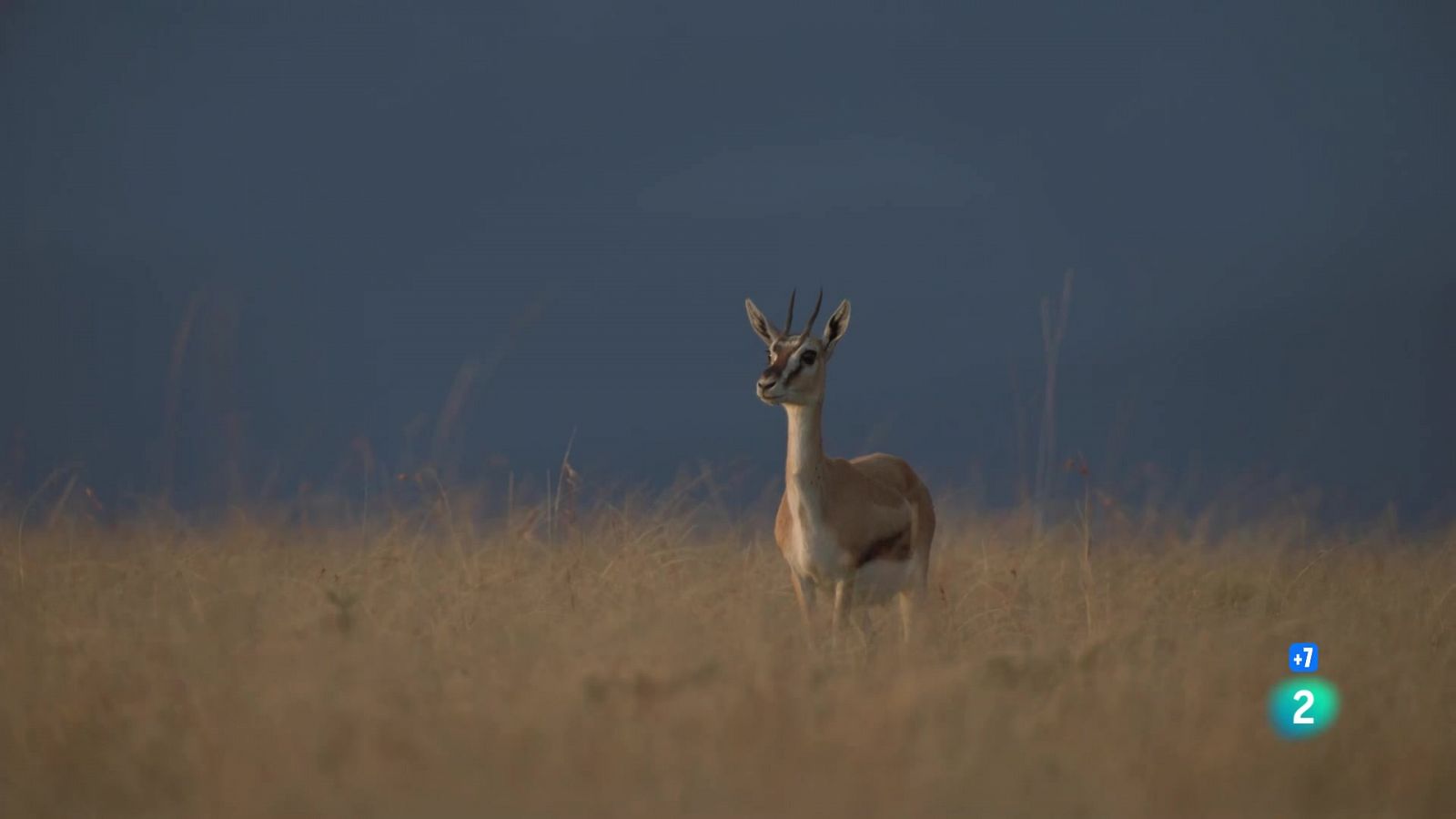 Grans documentals - Perseguint la pluja: Sang i pols - Veure ara