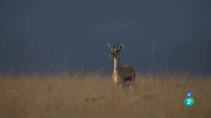 Som Documentals - Perseguint la pluja: Sang i pols
