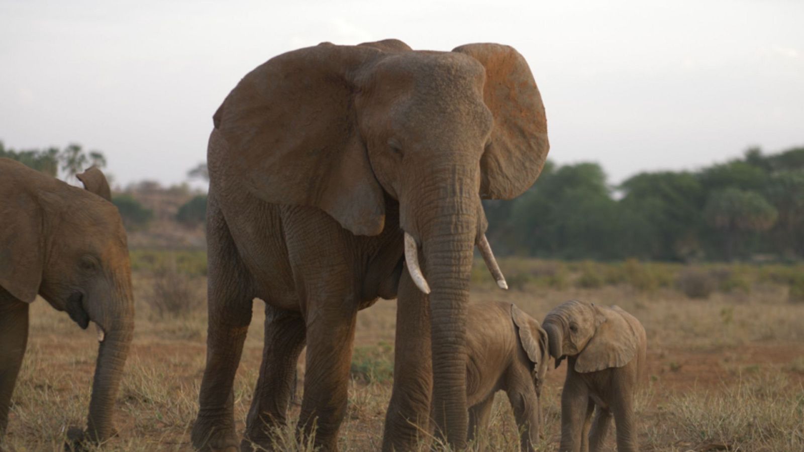 Persiguiendo la lluvia - Episodio 3: Rezando para que llueva - ver ahora