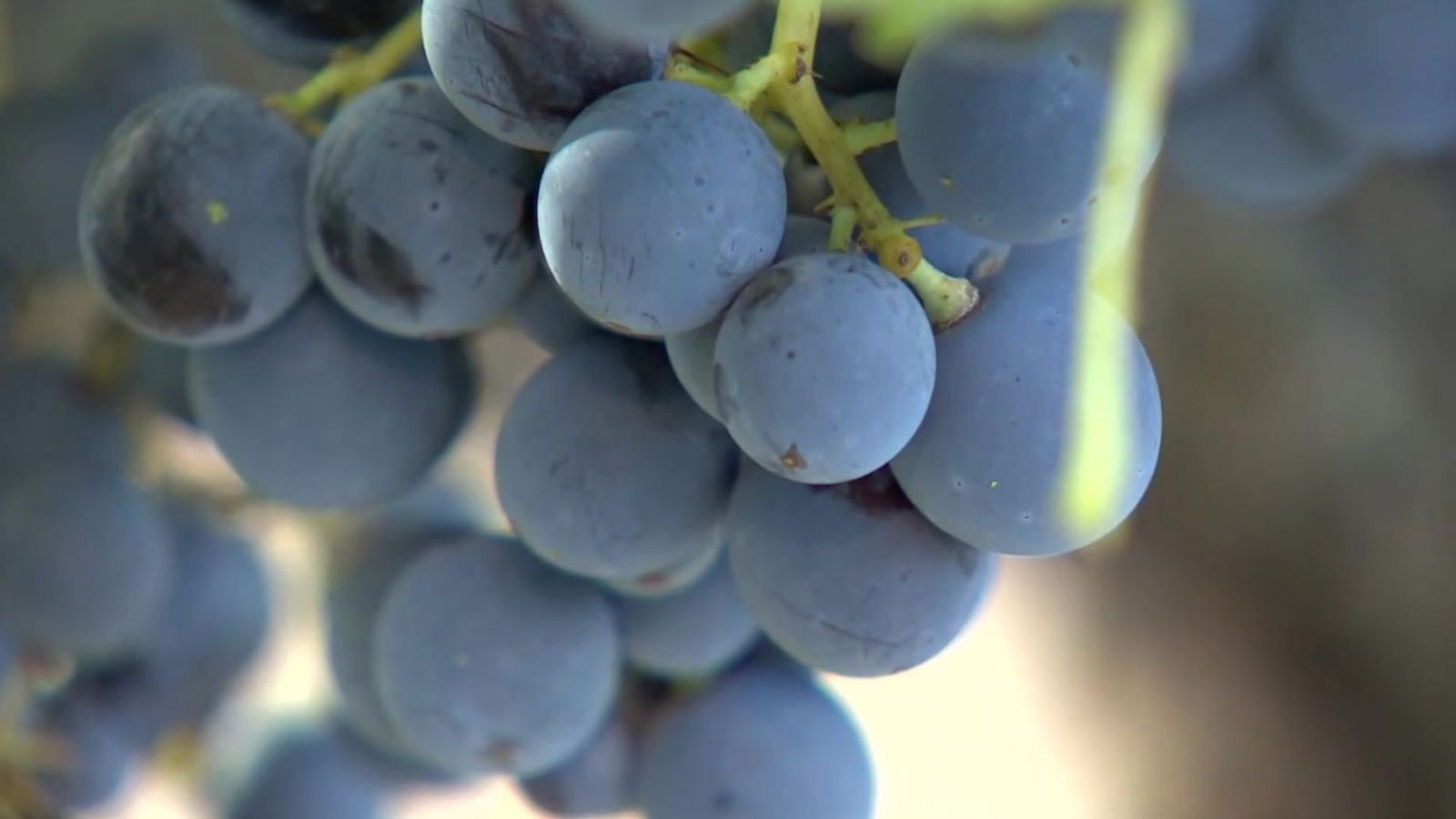 Agrosfera - 05/10/24 - ver ahora