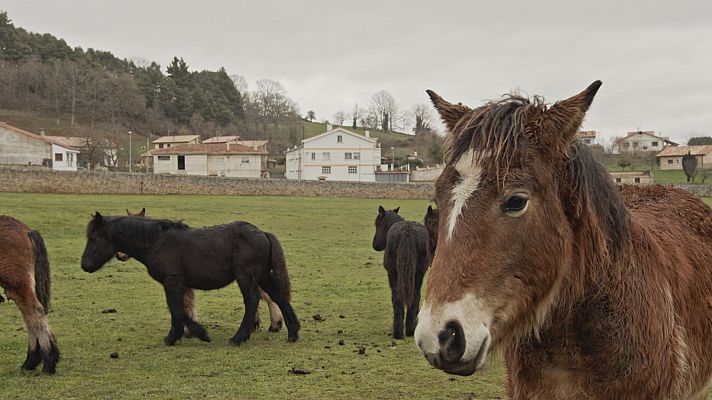 Espinosa de los Monteros (Burgos), Malpica (A Coruña) y Fuenteheridos (Huelva)