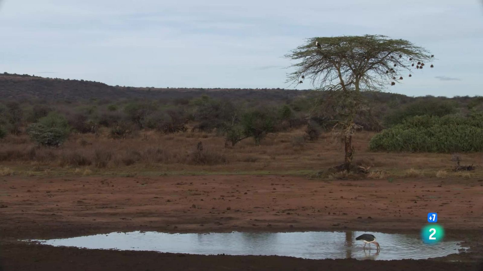 Gran documentals - Perseguint la pluja: Resant perquè plogui - Veure ara