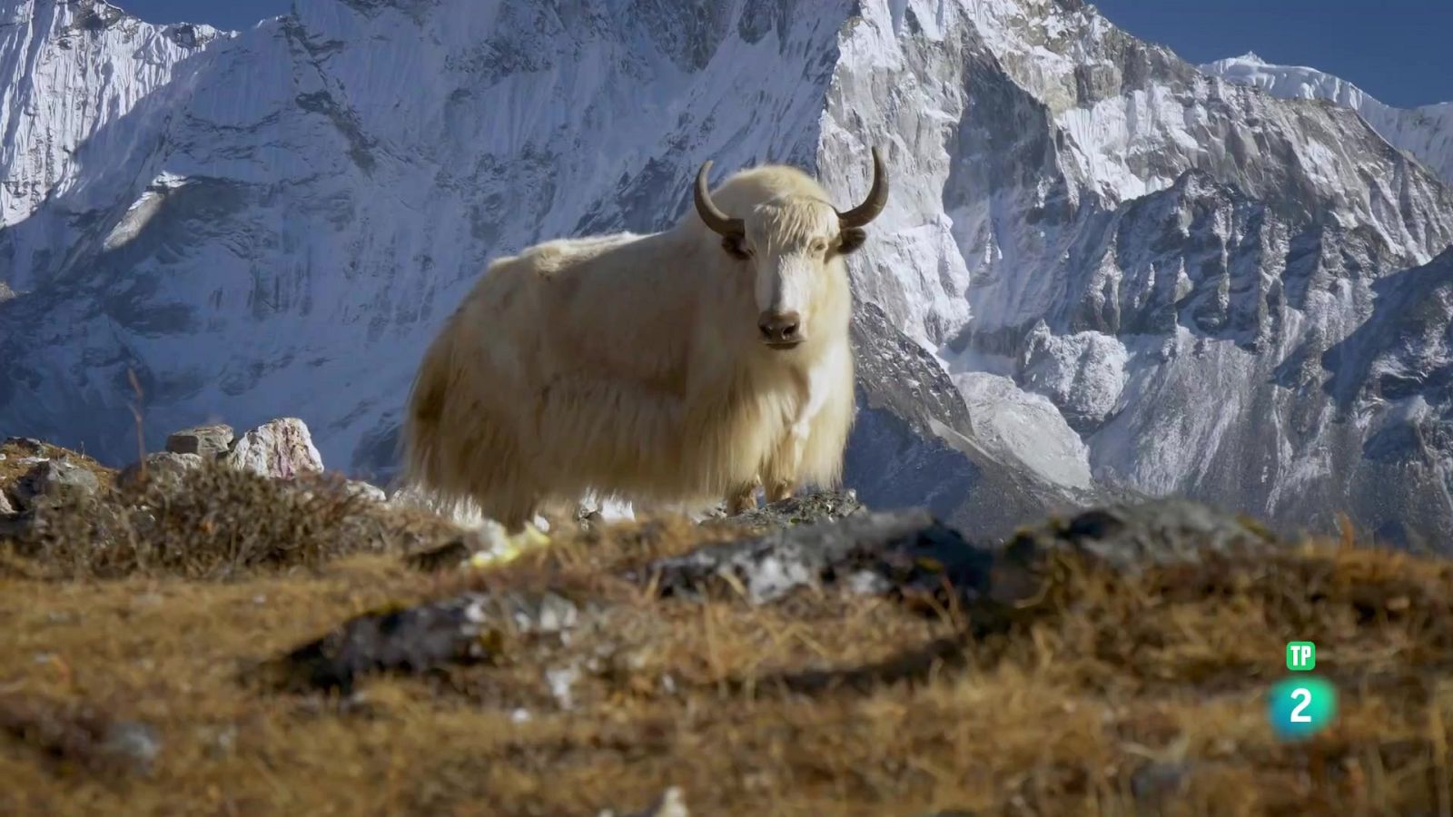 Grans Documentals - Animals al natural: Ungulats - Veure ara