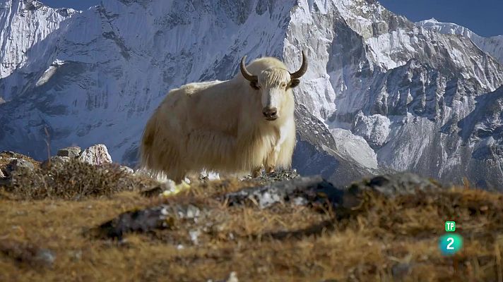 Som Documentals - Animals al natural: Ungulats