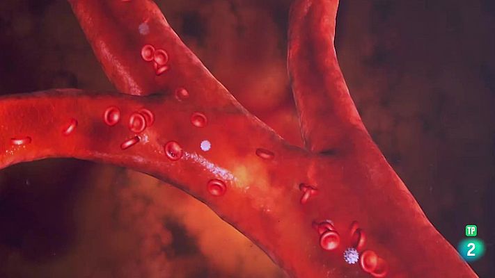 La aventura del Saber - Luis Quevedo. Investigaciones científicas