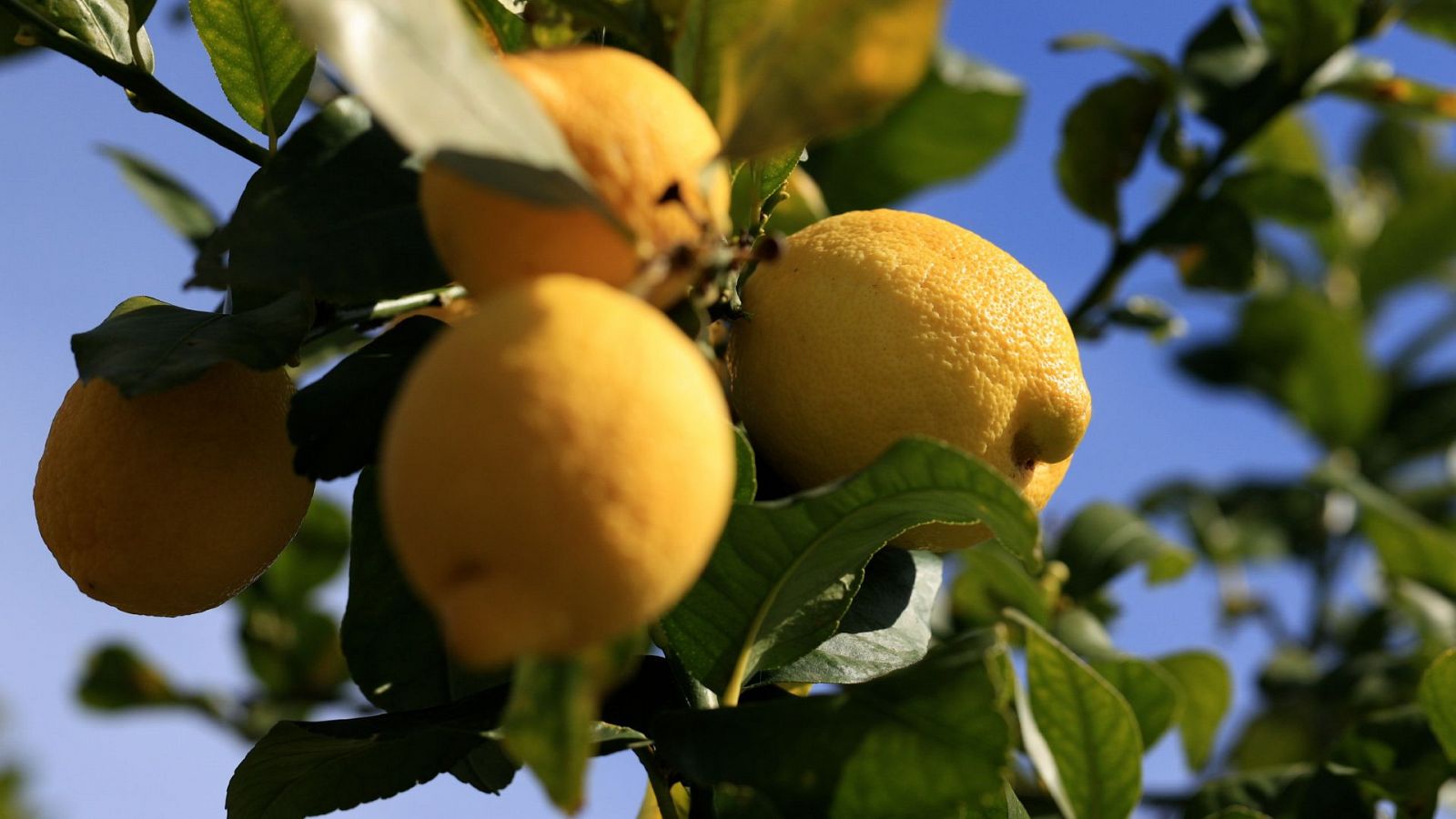 Maestros de los sabores - T2 - Los maestros de los limones