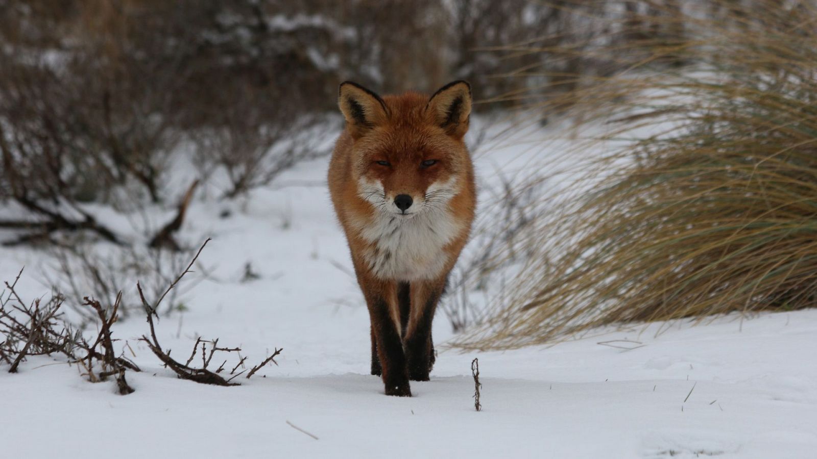 Somos documentales - Zorros pequeños con una gran personalidad - ver ahora