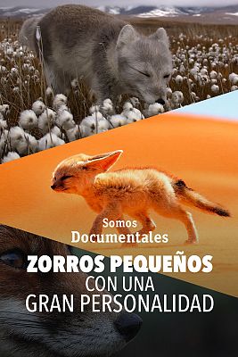 Somos Documentales - Zorros pequeños con una gran personalidad
