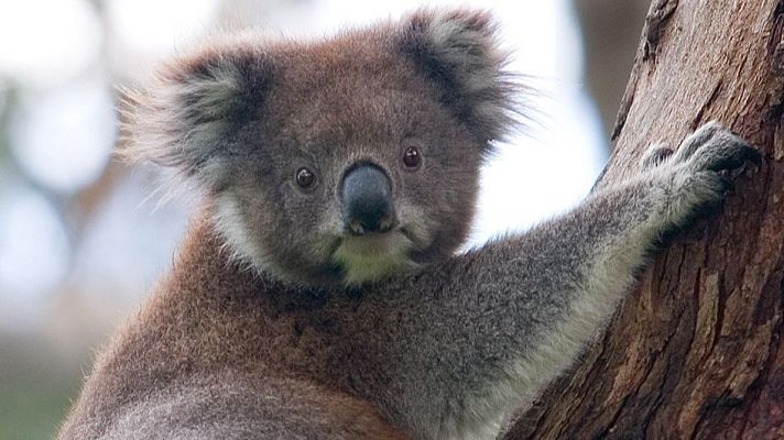 Aquí la Tierra - Curioso Koala Australiano