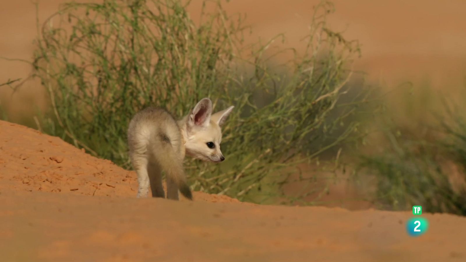 Grans Documentals - Guineus petites amb una gran personalitat - Veure ara