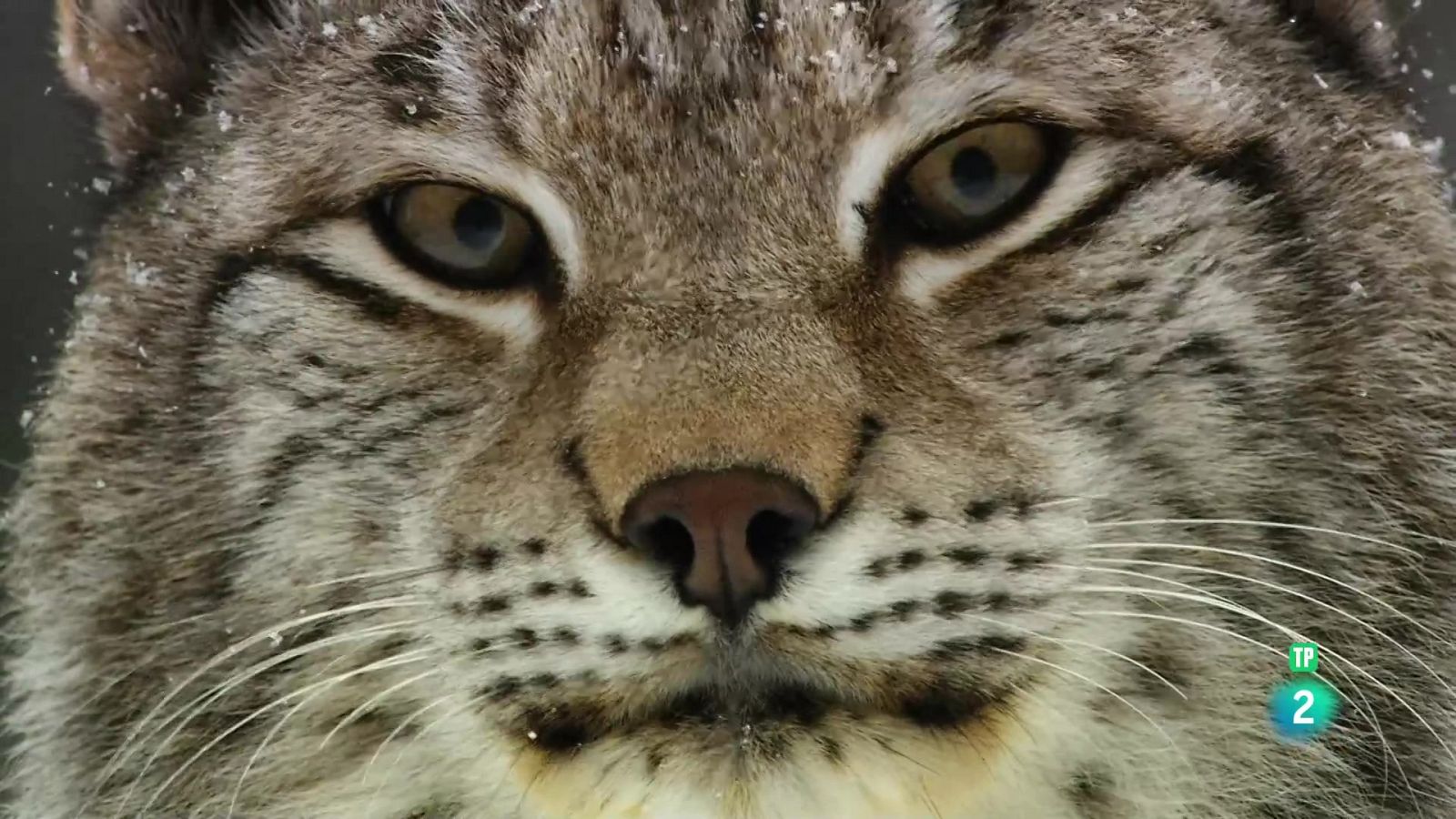 Grans Documentals - Petits felins, grans personalitats - Veure ara