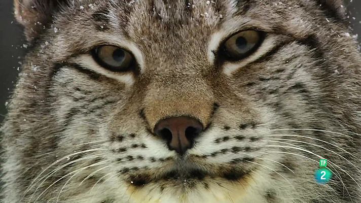 Som Documentals - Petits felins, grans personalitats