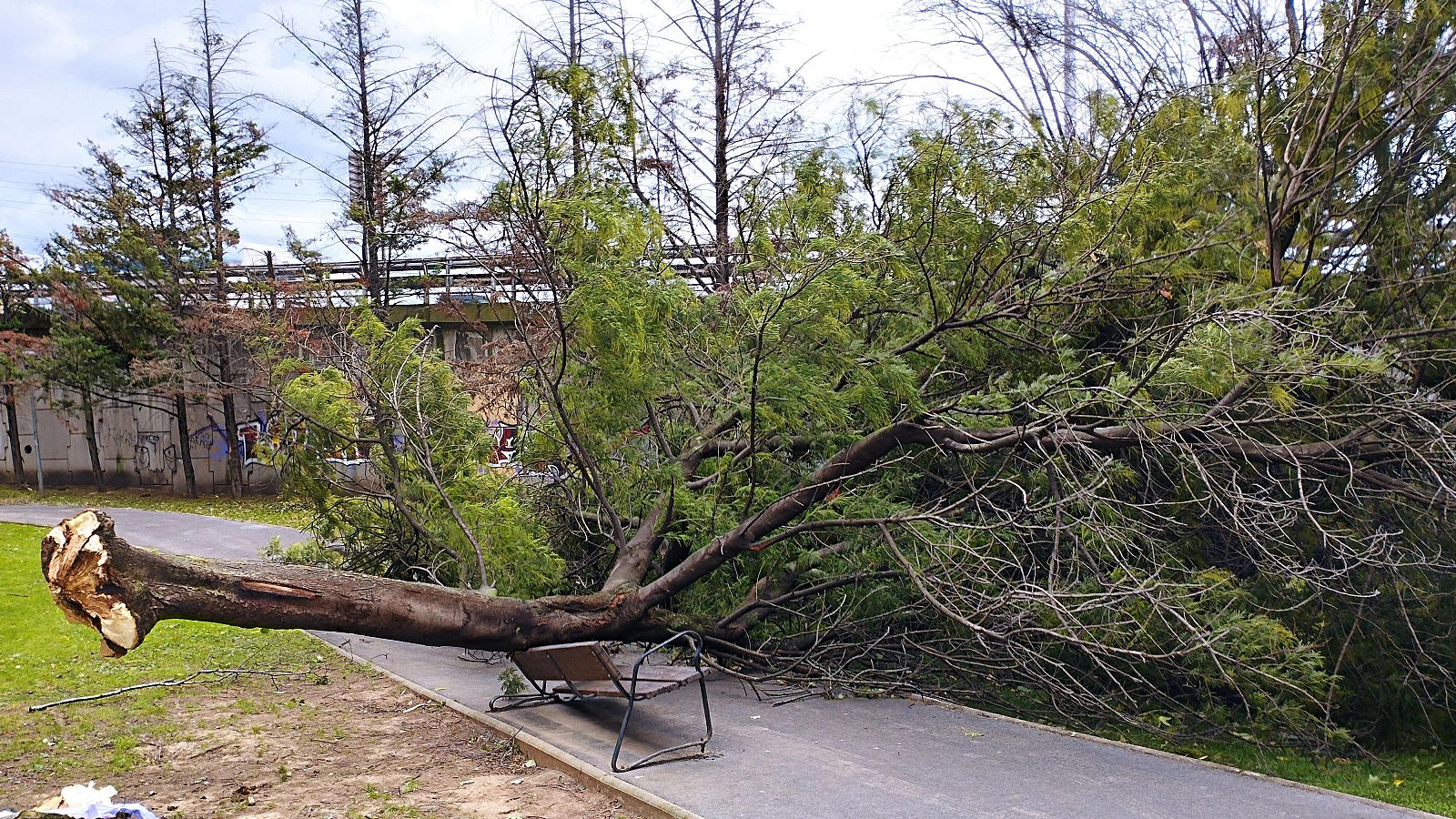 Mañaneros - Programa 266 - ver ahora