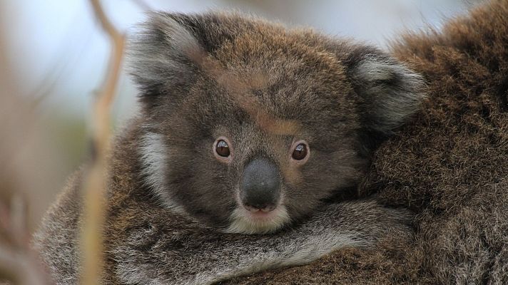 Conocer a los marsupiales