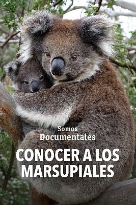 Conocer a los marsupiales