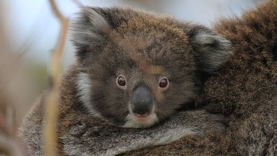 Somos documentales - Conocer a los marsupiales - ver ahora