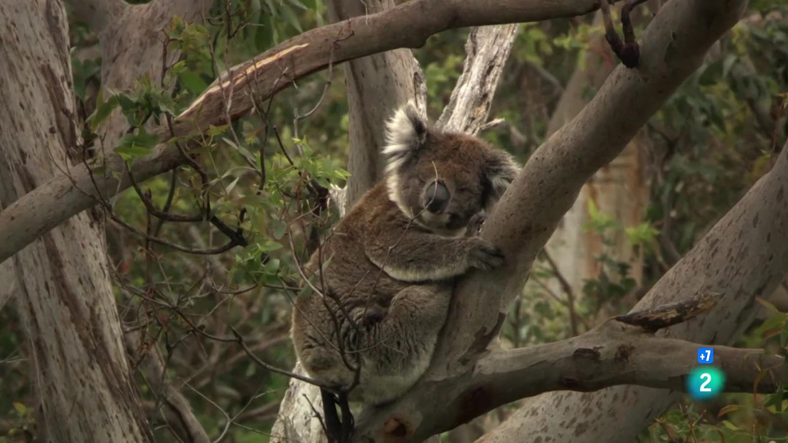 Conèixer els marsupials - Grans documentals