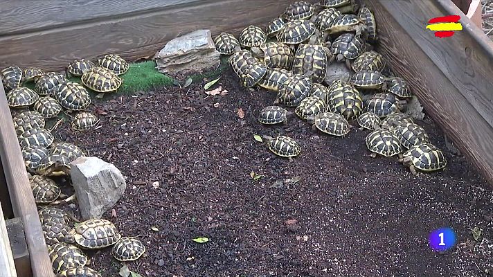 El Centre de reproducció de Tortugues de l'Albera celebra 40 anys