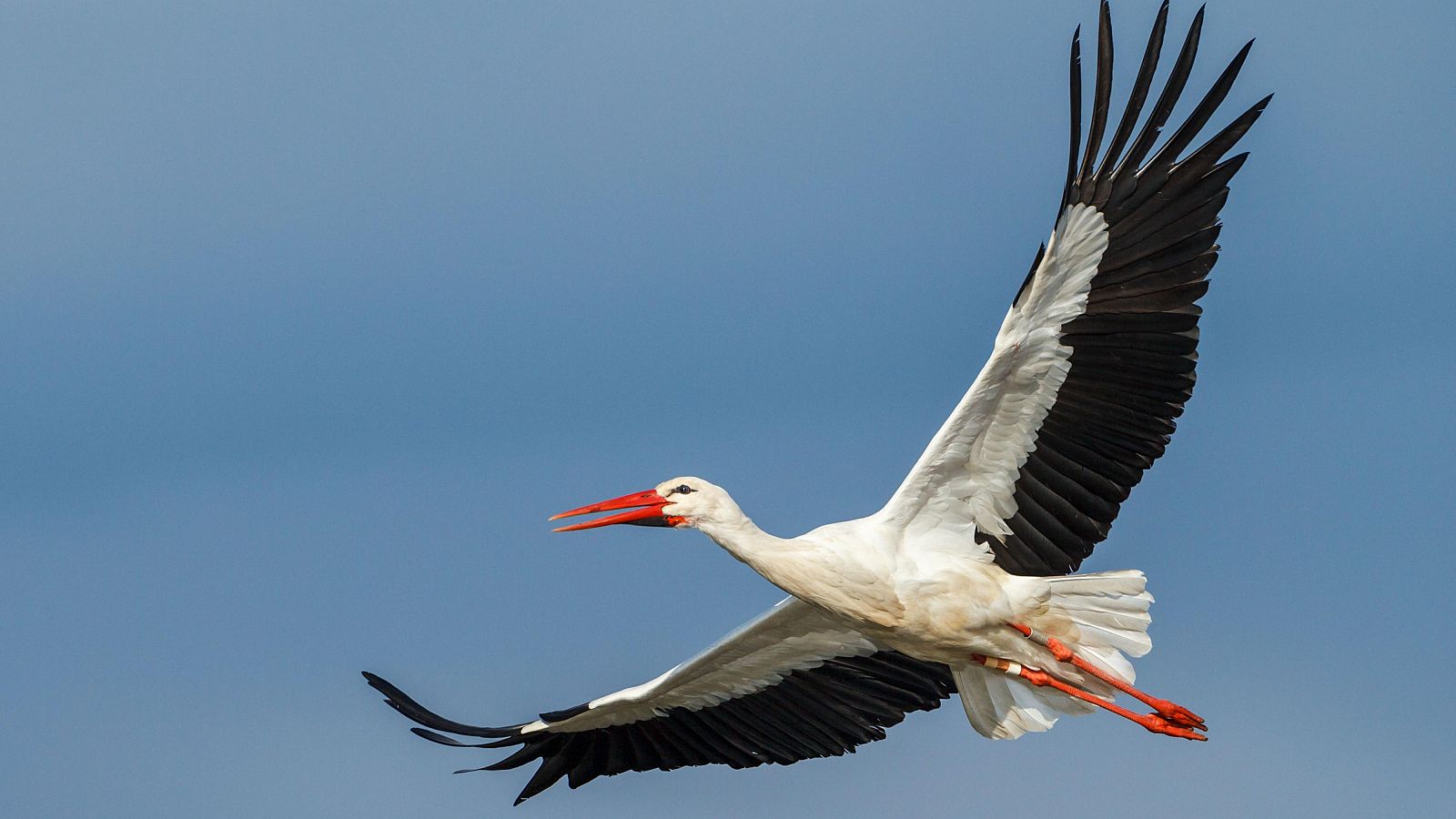 Aves migratorias, "centinelas" de los impactos del cambio climático