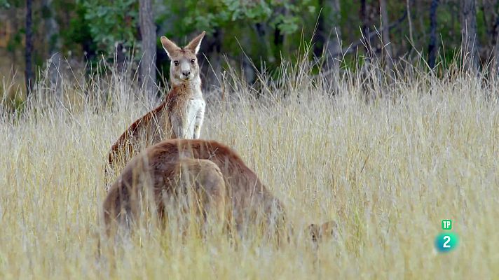 Som Documentals - La vida secreta dels cangurs