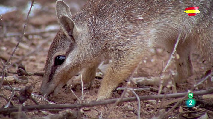 Animals al natural: Marsupials