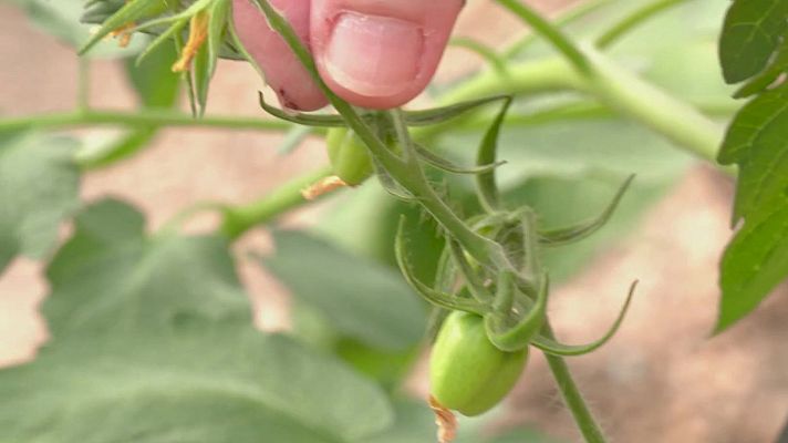 Aquí la Tierra - El invernadero de Lola: tomates y pimientos