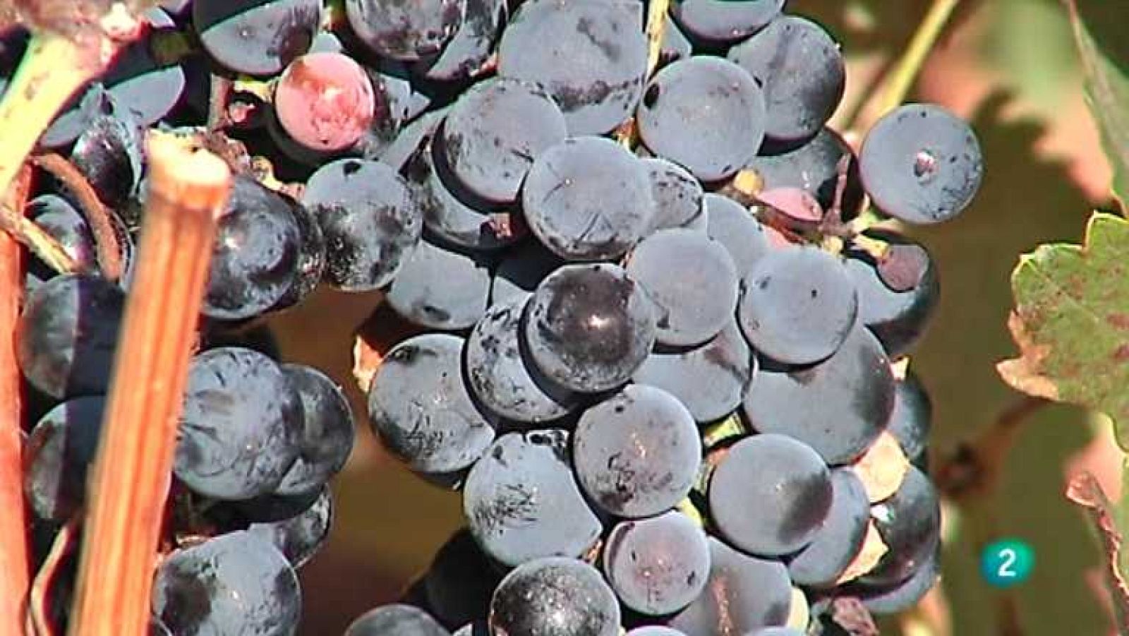 Agrosfera - 29/12/12 - ver ahora