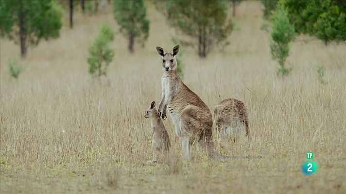 Som Documentals - La vida secreta dels cangurs: De la bossa a terra