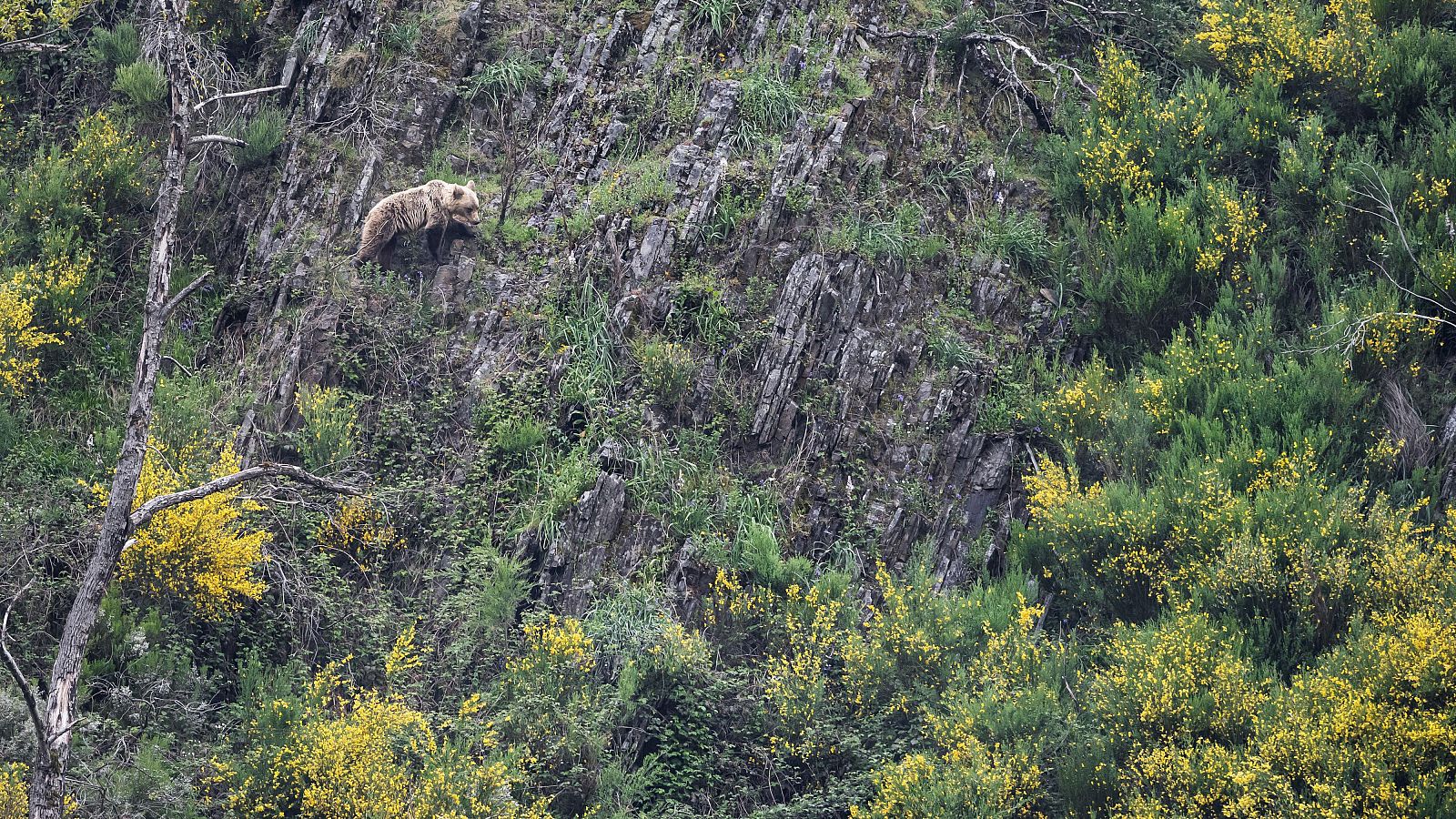 Un oso atemoriza a un pueblo de Asturias