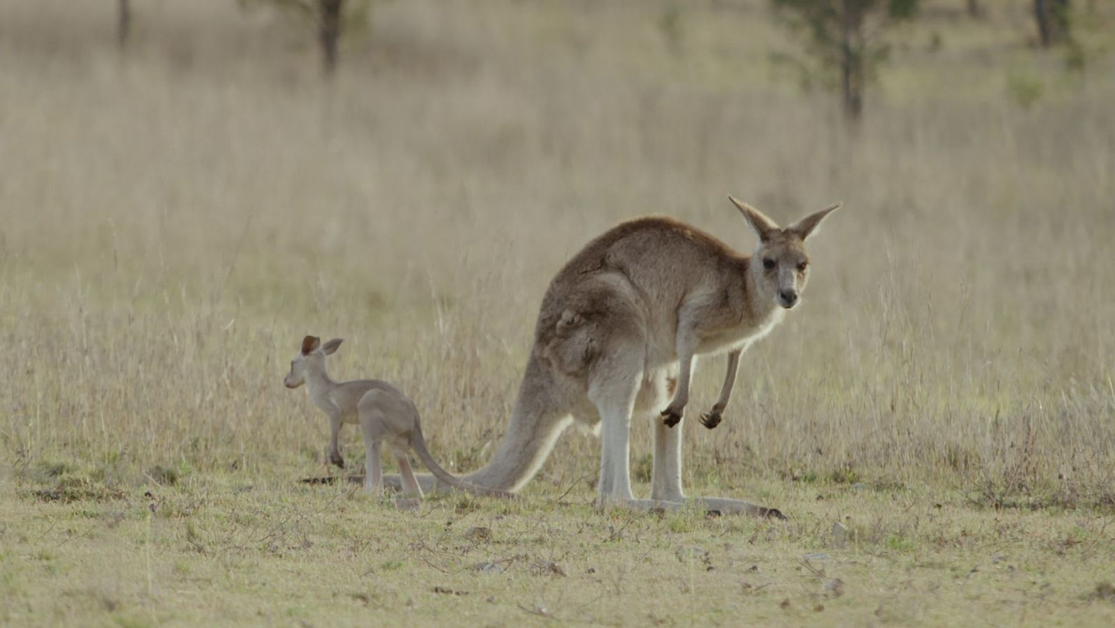 La vida secreta de los canguros - Episodio 3: La vida de un macho - ver ahora