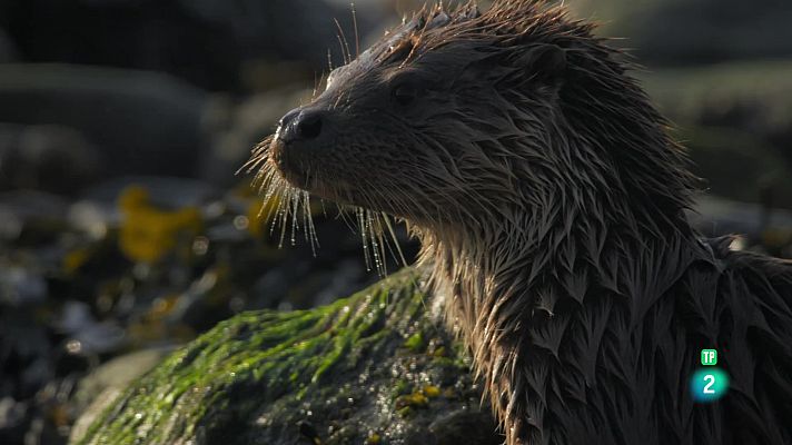 Som Documentals - Nascuts de la tempesta: Fora de la foscor