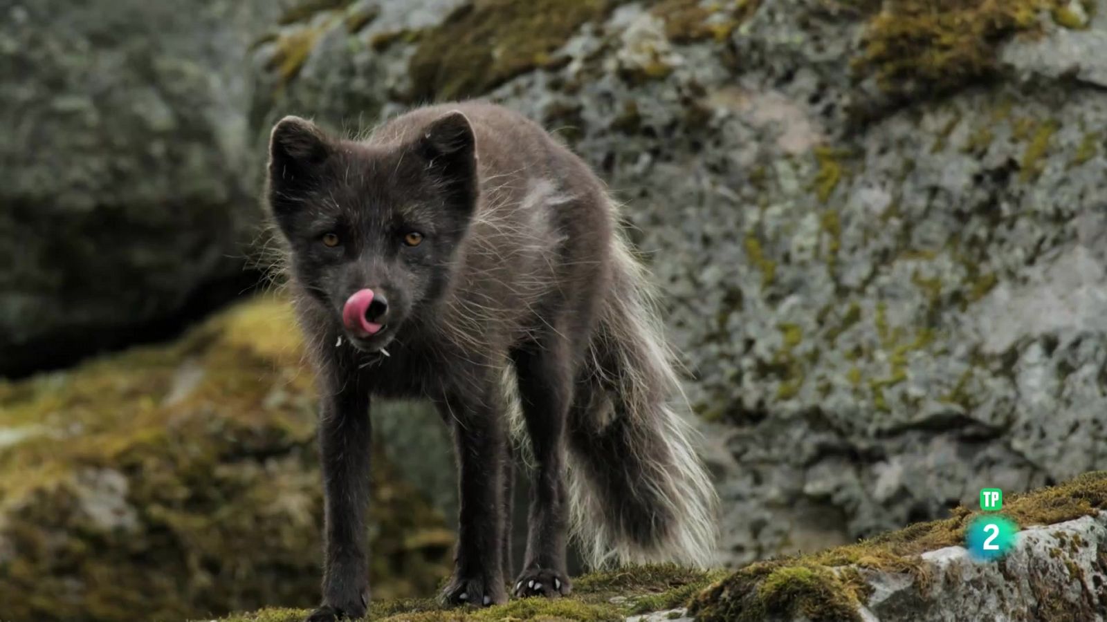 Grans Documentals - Nascuts de la tempesta: El retorn de la llum - Veure ara